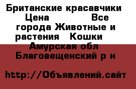 Британские красавчики › Цена ­ 35 000 - Все города Животные и растения » Кошки   . Амурская обл.,Благовещенский р-н